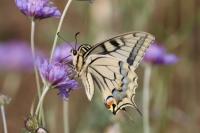 Papilio machaon