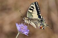 Papilio machaon