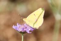 Colias crocea