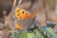 Lycaena phlaeas