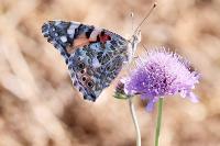 Vanessa cardui