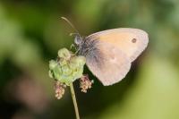 Coenonympha pamphilus