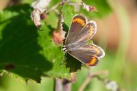 Aricia agestis
