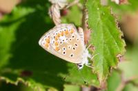 Aricia agestis