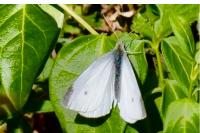 Pieris rapae