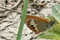 Coenonympha arcania