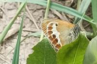 Coenonympha arcania