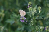Lysandra bellargus