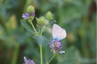 Polyommatus icarus