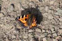 Aglais urticae