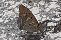 Argynnis paphia