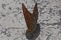Argynnis paphia