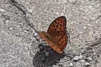 Speyeria aglaja