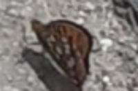Speyeria aglaja