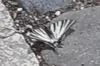Iphiclides podalirius