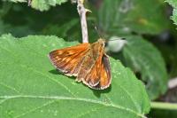Ochlodes sylvanus