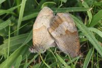 Maniola jurtina