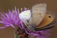Maniola jurtina