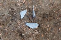 Celastrina argiolus