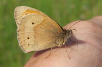 Maniola jurtina