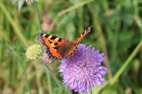 Aglais urticae