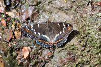 Limenitis populi