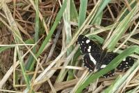 Araschnia levana