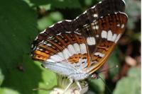 Limenitis camilla