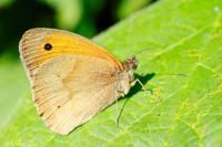 Maniola jurtina