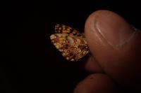 Boloria dia