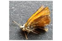Thymelicus acteon