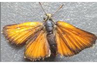 Thymelicus acteon