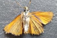 Thymelicus acteon