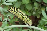 Papilio machaon