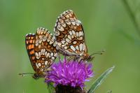 Melitaea athalia