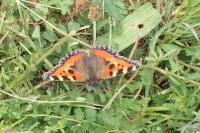 Aglais urticae