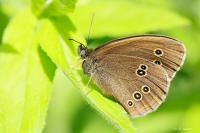 Aphantopus hyperantus
