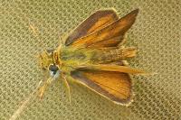 Thymelicus acteon