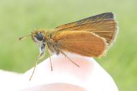 Thymelicus acteon