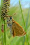 Thymelicus acteon