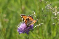 Aglais urticae
