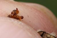 Melitaea parthenoides
