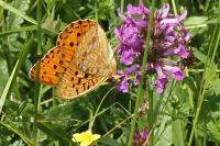 Fabriciana adippe