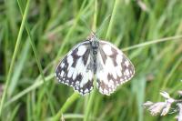 Melanargia galathea