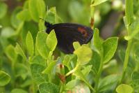 Erebia meolans