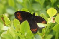 Erebia meolans
