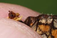 Melitaea parthenoides