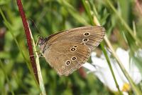 Aphantopus hyperantus