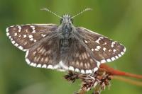 Pyrgus serratulae