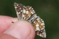Pyrgus serratulae